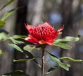 Waratah Flower (Telopea) Royalty Free Stock Photo